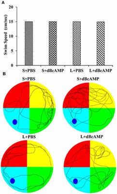 dBcAMP Rescues the Neurons From Degeneration in Kainic Acid-Injured Hippocampus, Enhances Neurogenesis, Learning, and Memory